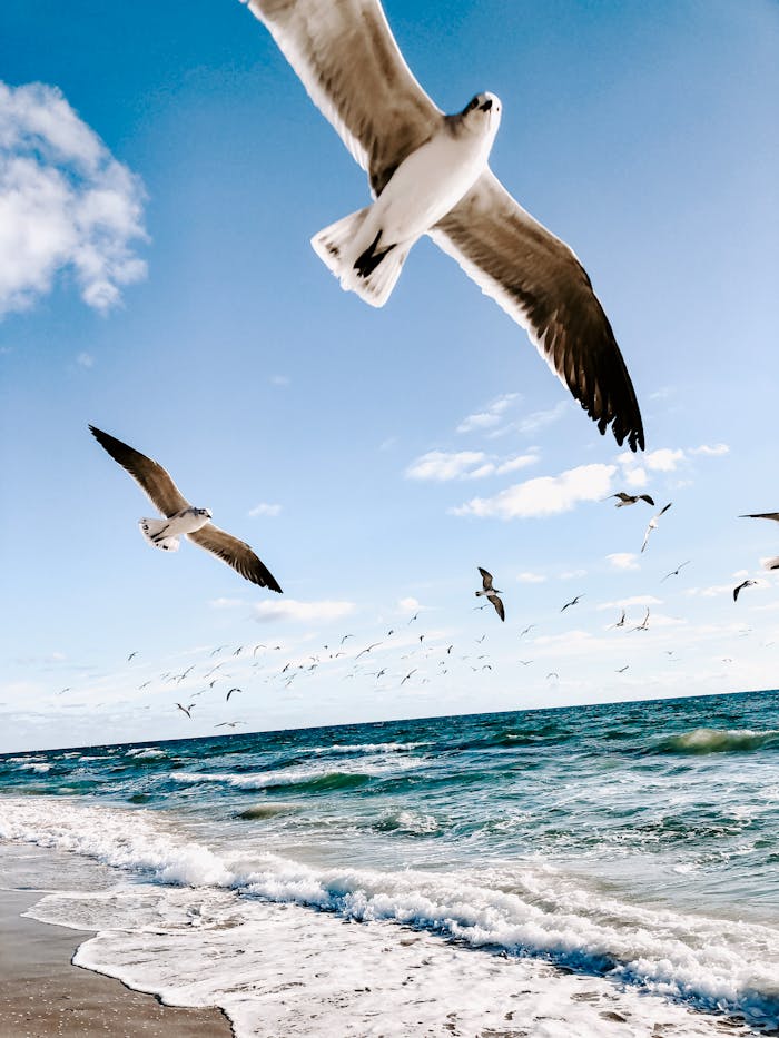 Seagulls Flying over Beach